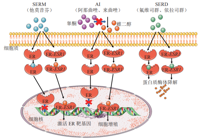 雌激素受體(ER)細(xì)胞模型